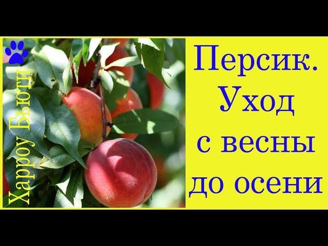 Персик. Уход с весны до осени. Полив. Подкормка. Монилиоз. Мучнистая роса. Курчавость листьев .