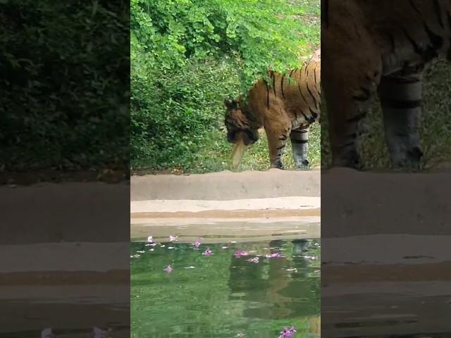 Tiger Having Bad Day Vomiting