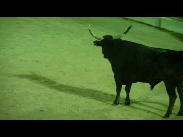 Les Saintes-Maries-de-la Mer. Course Camarguaise.mpeg