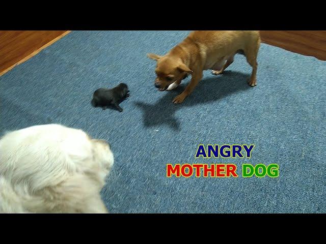 Angry Mother Dog Protects, Moves Her Puppies And Doesn't Let Big Dog Approach