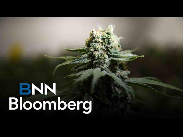 Spinach cannabis boosts Cronos Q3 earnings: CEO