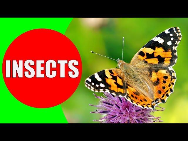 INSECTS FOR KIDS Learning – Insect Names and Sounds for Children, Toddlers, Kindergarten & Preschool