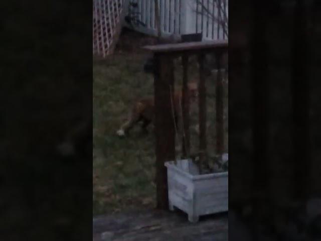 fox at the pilgrim cottage