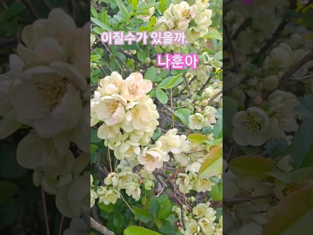 #나훈아  #잊을수있을까
