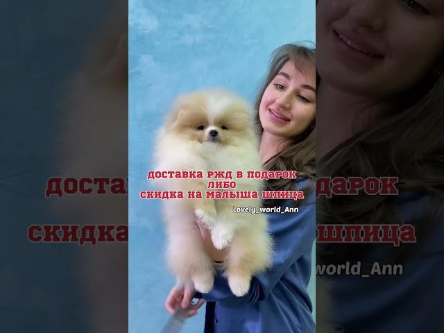 Не упусти возможность  #шпиц #померанскийшпиц #питомец #шпицы