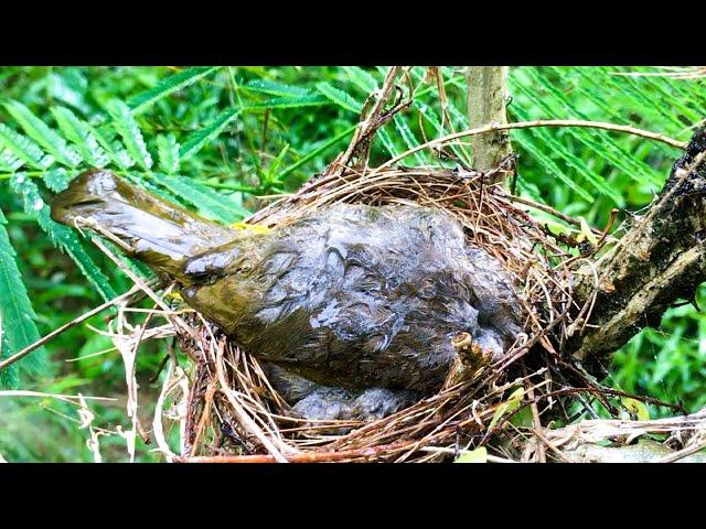 Brave Bird Shields Baby From Heavy Rain (6) – Dad Bulbul's Convenient Escape to Feed the Young! E216