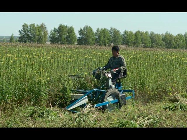 BCS 622 reaper binder harvest Oenothera biennis in China意大利割捆机在中国东北收割山芝麻