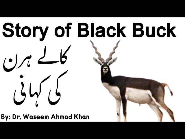 Black Buck Deer In Pakistan | Lal Suhanra National Park Bahawalpur | A Success Story of Black Buck