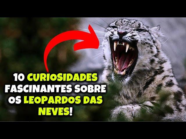 10 CURIOSIDADES FASCINANTES SOBRE OS LEOPARDOS DAS NEVES