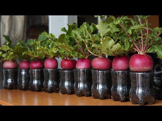 Gardening is not difficult with “giant” radish