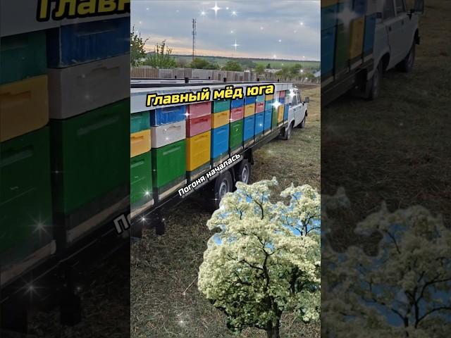 А БУДЕТ ЛИ МАЙСКИЙ МЁД#пчеловодство #пчелиныйрой #майскиймед #мед #пчёлы #акация #кочёвая_пасека