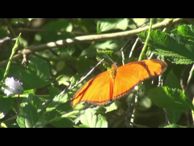 MARIPOSAS - Pequeña julia (Eueides aliphera)