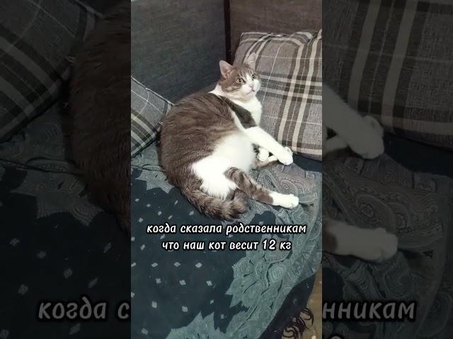 ТИХО ТИХО СПОКОЙНО СПОКОЙНО СПОКОЙНО!#батон#котик#юмор#шортс#2025 .