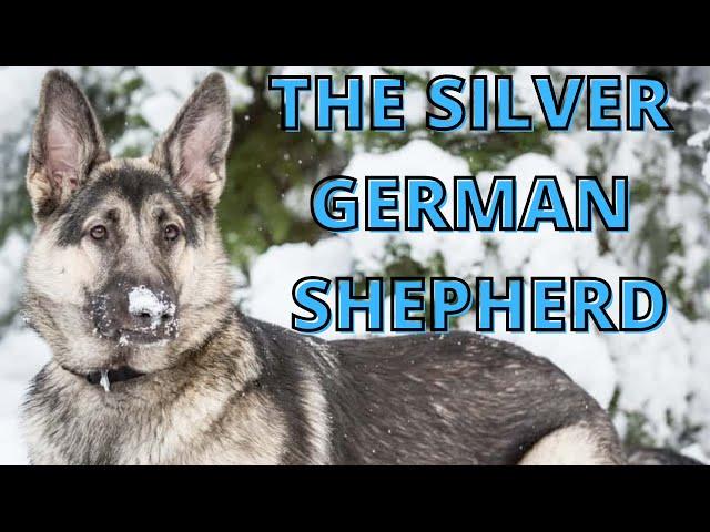 The Unusual Silver German Shepherd