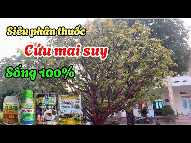 Siêu phân thuốc dùng để cứu mai suy vàng lá chết cành sống 100% |@anhbayxunau