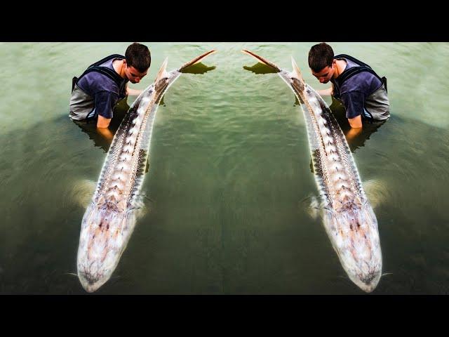 Fishing for Giant Sturgeon In Canada