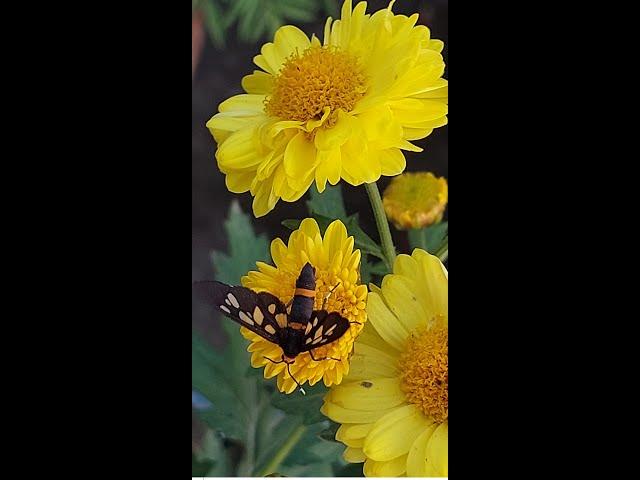 MOTH | #short | MOTH BUTTERFLY | MOTH BUTTERFLY VIDEO | প্রজাপতি | MOTH ON FLOWER | MOTH ACTIVITY