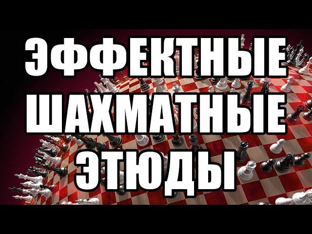 Эффектные шахматные этюды. Шахматная композиция. Шахматный этюд. Шахматы. Решение шахматных позиций.