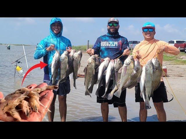 Fishing with Dead shrimp for keeper Black Drum CATCH & COOK *Corpus Christi TX