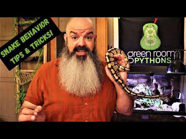 Snake Behavior Tips and Tricks
