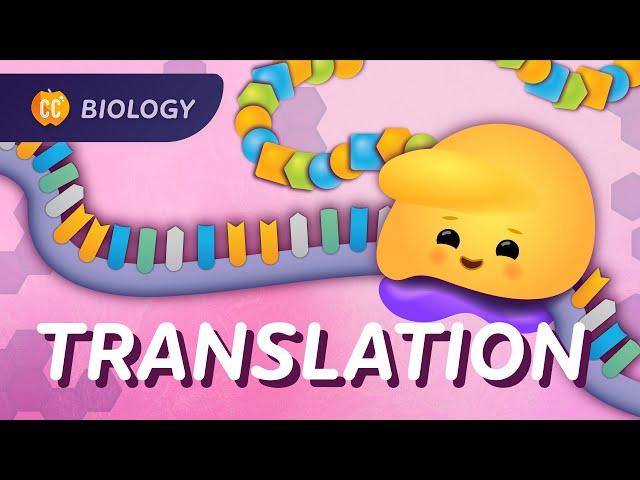 Translation: How RNA Gets Translated into Protein Power: Crash Course Biology #35