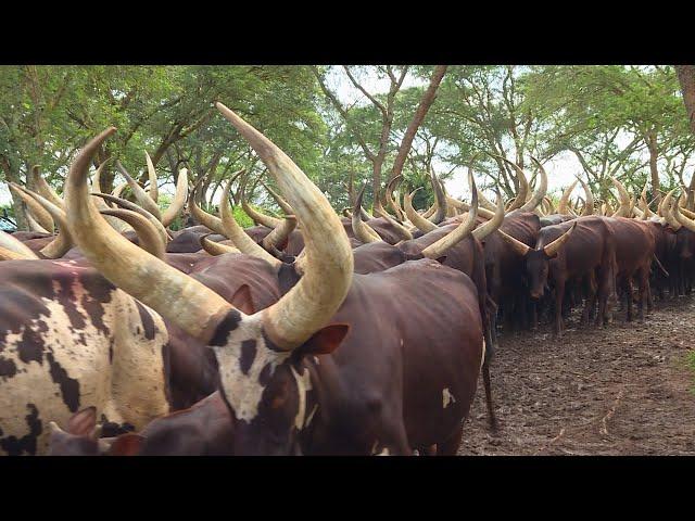 President Museveni's One hundred thousand cows | Kisozi Ranch