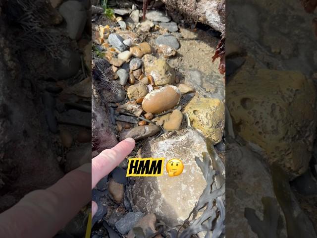 Spot The Fossil ⁉️At Lyme Regis Beach#fossilhunting#ammonite#lymeregis