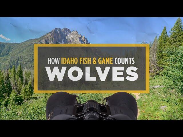 How Idaho Fish and Game Counts Wolves