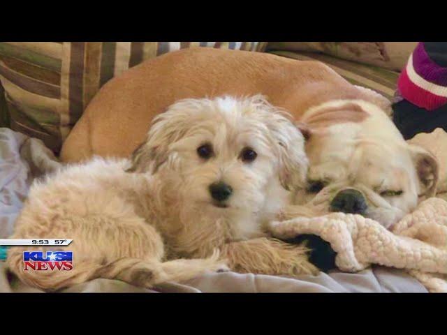 KUSI News celebrates National Puppy Day on Good Morning San Diego