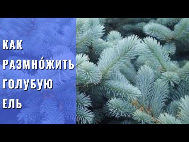 РАЗМНОЖЕНИЕ ГОЛУБОЙ ЕЛИ.  Самый простой, но эффективный способ размножение голубой ели черенками .