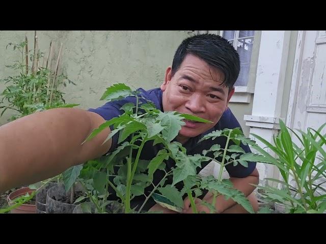 40-DAYS OLD NA TANIM KONG KAMATIS SA BOTE