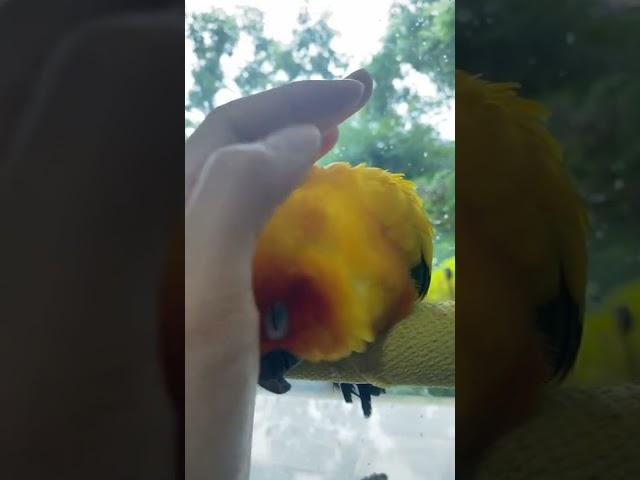 Cuddling Sun Conure | JC028