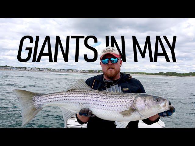 GIANT STRIPERS IN MAY, The big Striped Bass came to Maine early this year.