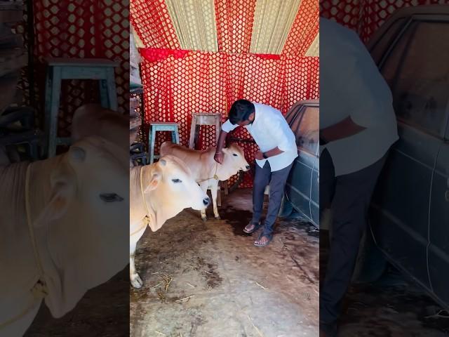 mini cows #miniature cows #vali892 cows #telugu cows #lndian cows