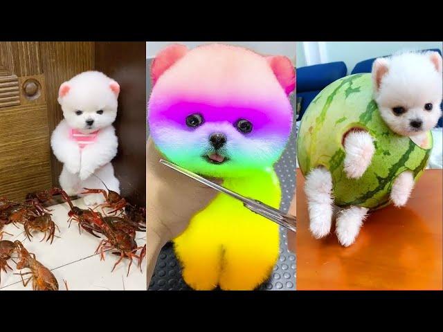 Cute Pomeranian Puppies Doing Funny Things 2024  Cute and Funny Dogs  Box Studios