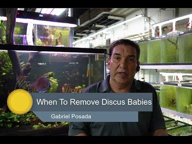 When To Remove New Discus Babies