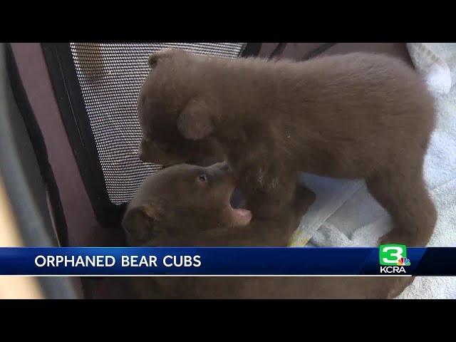 2 bear cubs get care at Lake Tahoe area facility