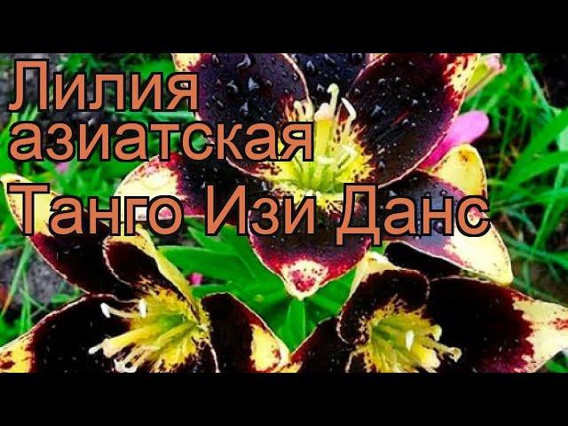 Лилия азиатская (lilium asiatic easy dance)  азиатская лилия обзор: как сажать, луковицы лилии