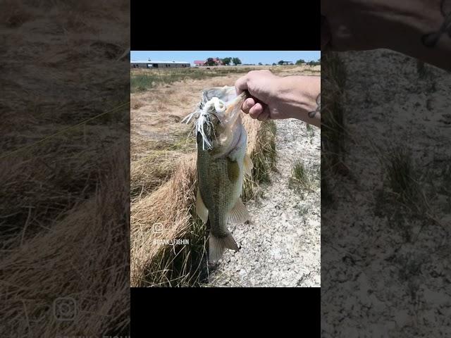 custom 3/8oz bladed jig getting it done. #fishing  #fishpond #bassfishing #jigfishing #fish