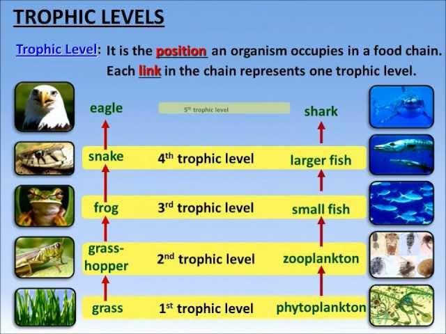 Food Chains, Trophic Levels and Ecological Pyramids - PowerPoint - Tangstar Science