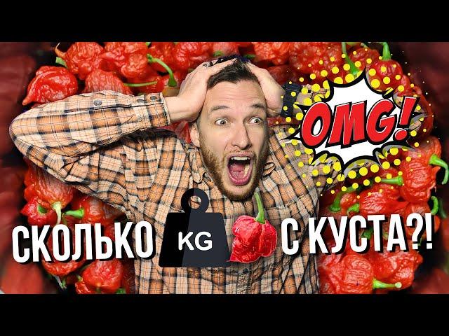 Вырастили самый большой куст острого перца Carolina Reaper Red #carolinareaper #каролинскийжнец