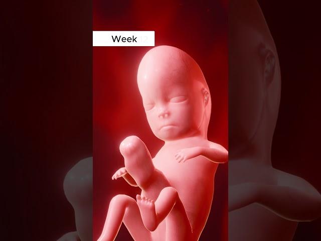  Witness the incredible journey of fetal growth.