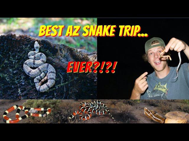 Amazing Arizona snake adventure! (Best one yet! Field Herping)