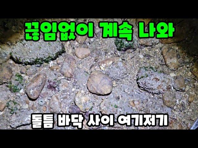 밤 해변에 밤새도록 끊임없이 나오는 이것? 잡아서 바로 먹어보자 ft.아투더빠