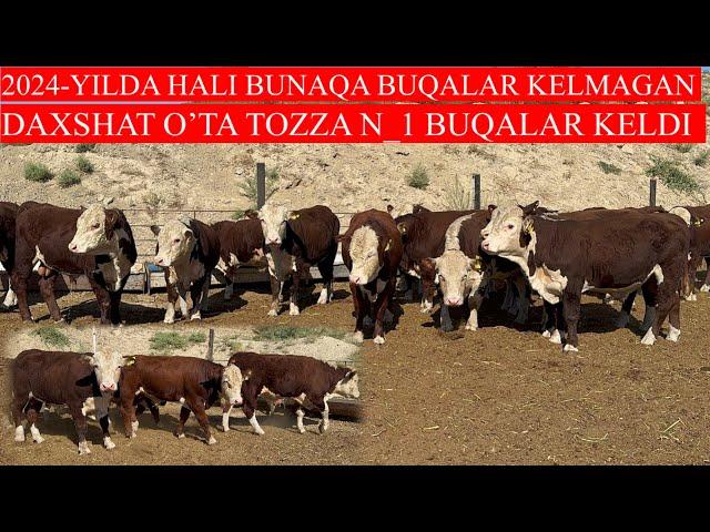 HALI BUNAQA BUQA O’ZBEKISTONGA KELMAGAN XAQIQIY TOZZASI N_1 DAXSHAT BUQALAR KELDI SHOSHILING 