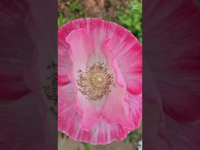 #양귀비 #고창해리의뜰