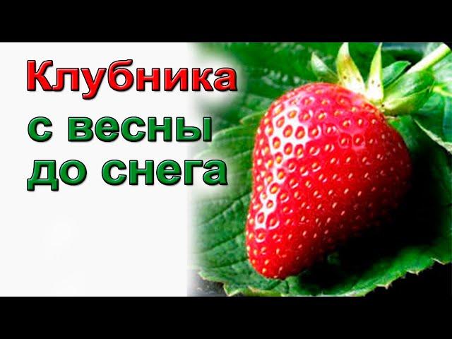 Крупная клубника весь сезон. Мой способ.