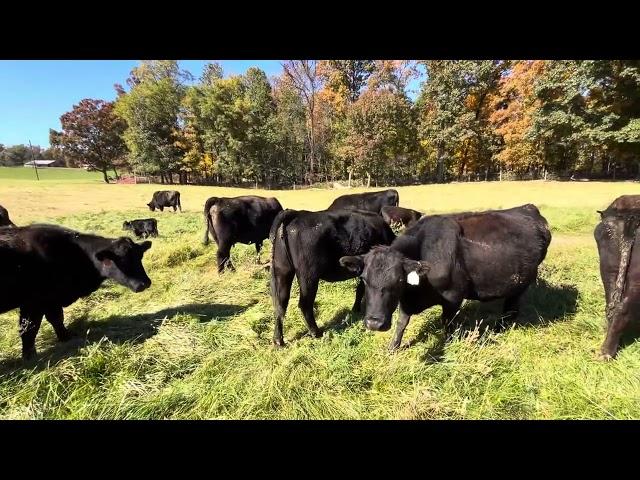 Genetics are important when grazing fescue ￼