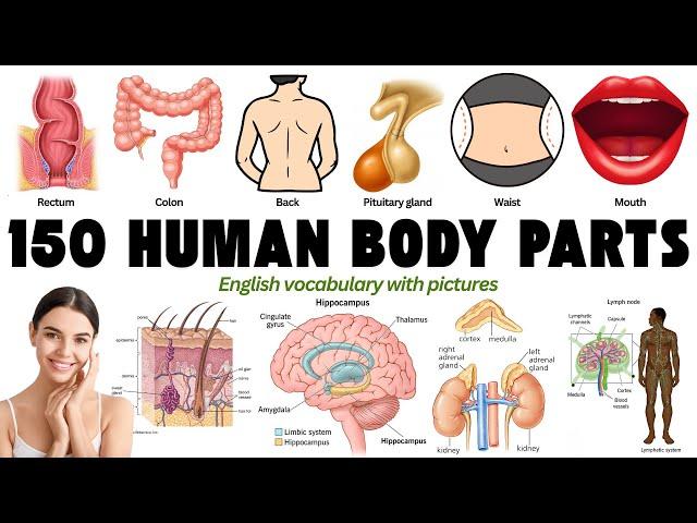 Master 150 Human Body Parts in English with Pictures | English vocabulary with Pictures |