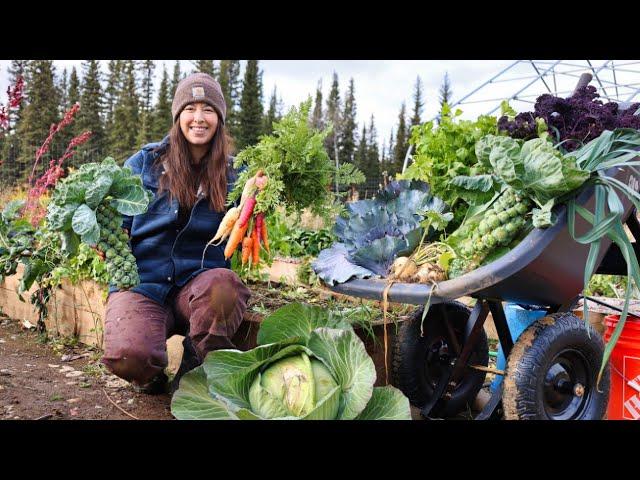 Autumn Days in Alaska | Harvesting Vegetables for Winter Storage